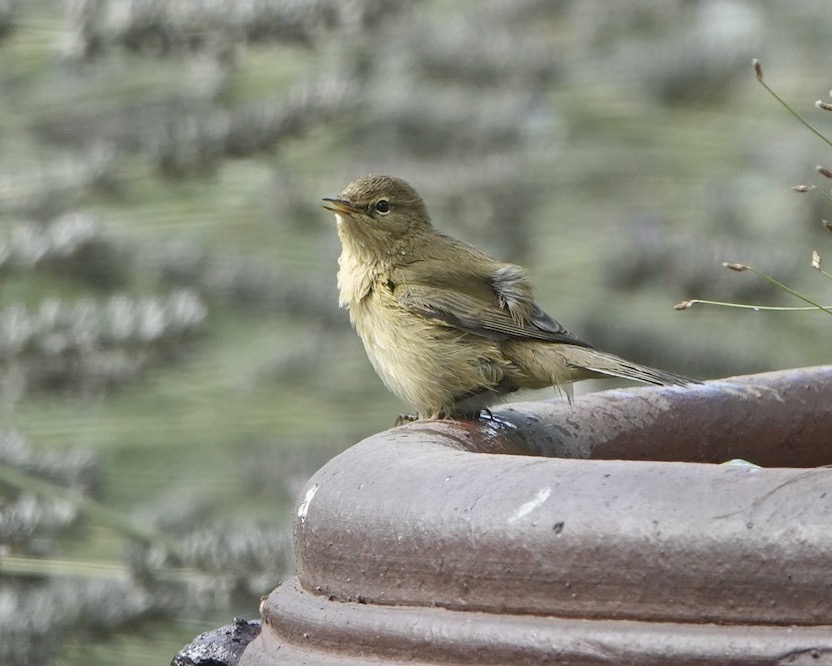 chiffchaff